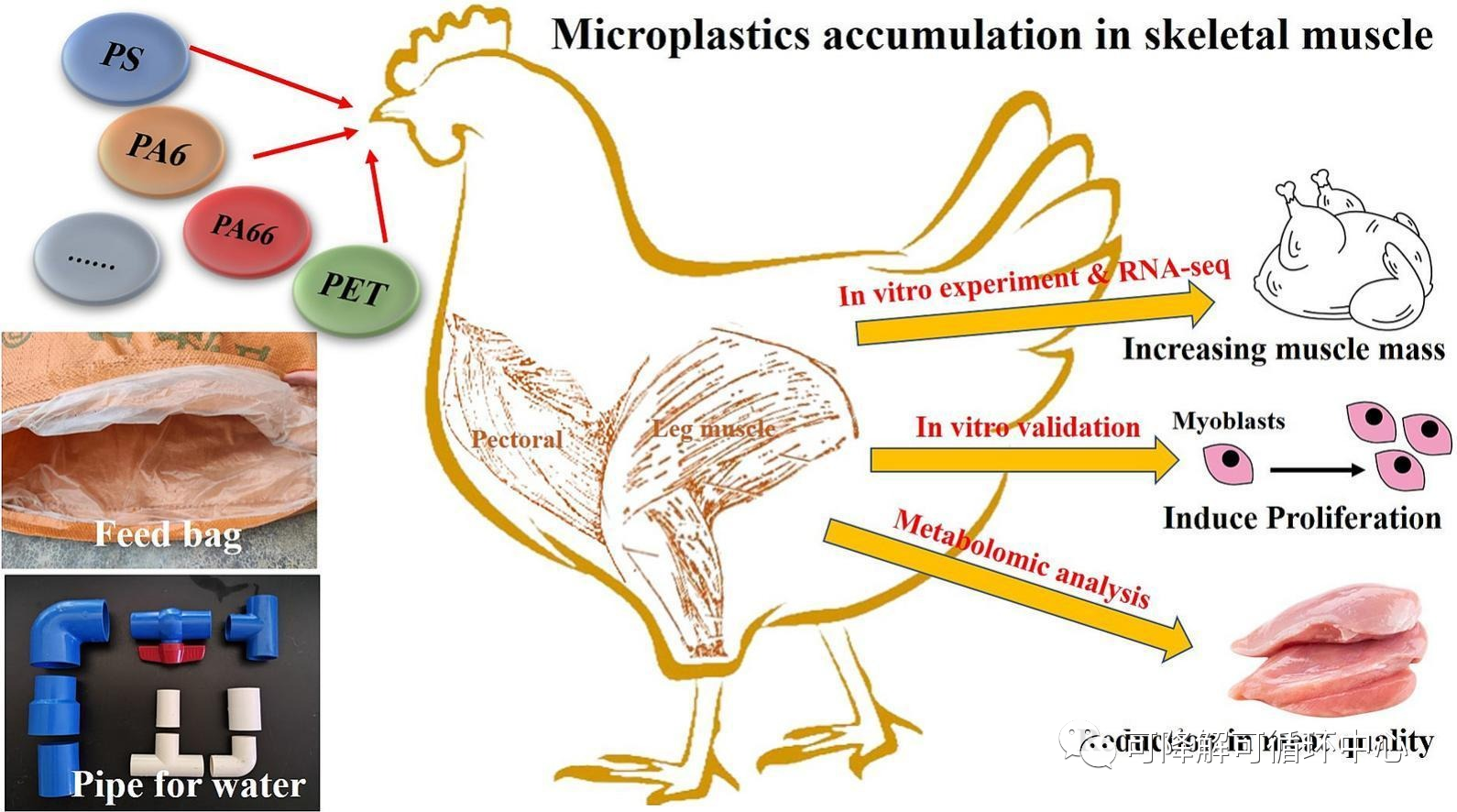 最新研究：微塑料会影响鸡的肌肉生长和肉的品质。